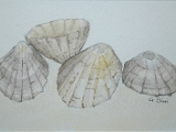 More Shells.JPG